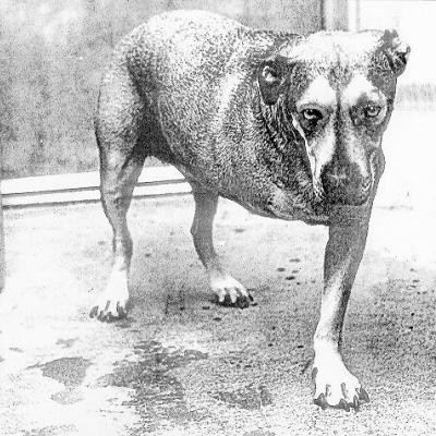 Alice in Chains — Alice in Chains